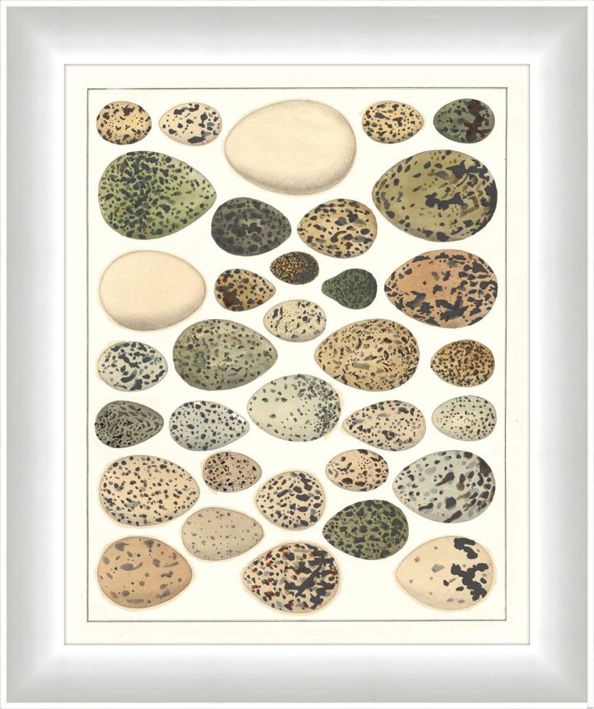 Eggs II