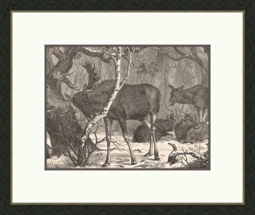 Moose in the Forest