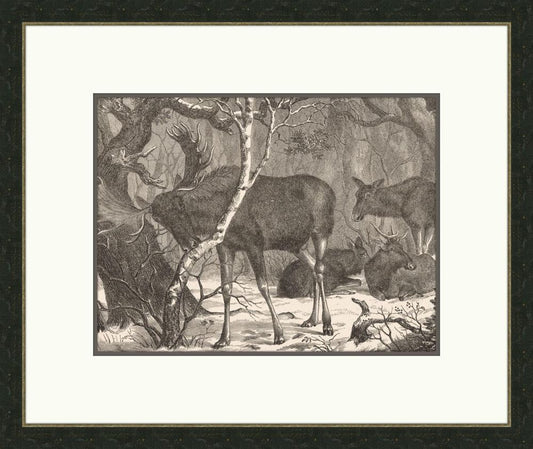 Moose in the Forest