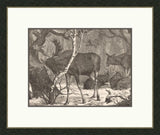Moose in the Forest