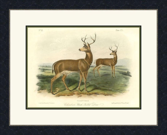 Columbian Black Tailed Deer