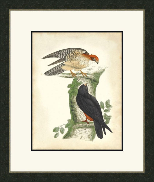 Hawks I