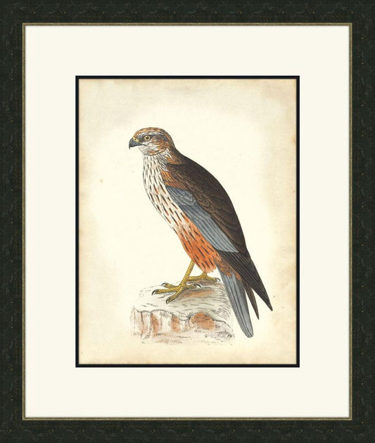 Hawks II