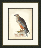 Hawks II