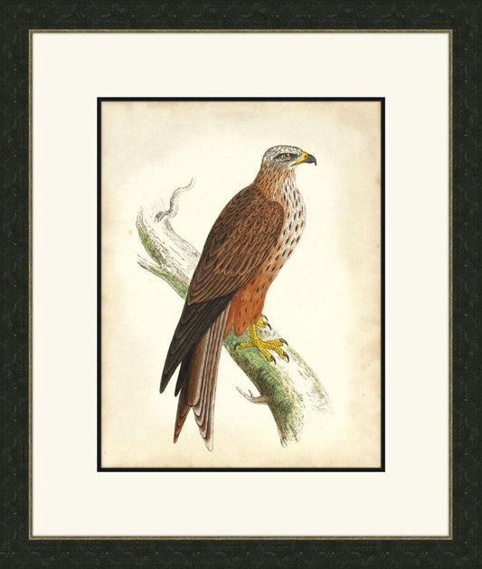 Hawks III