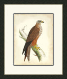 Hawks III