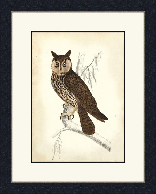 Wise Owl