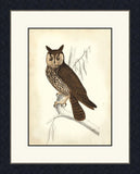 Wise Owl
