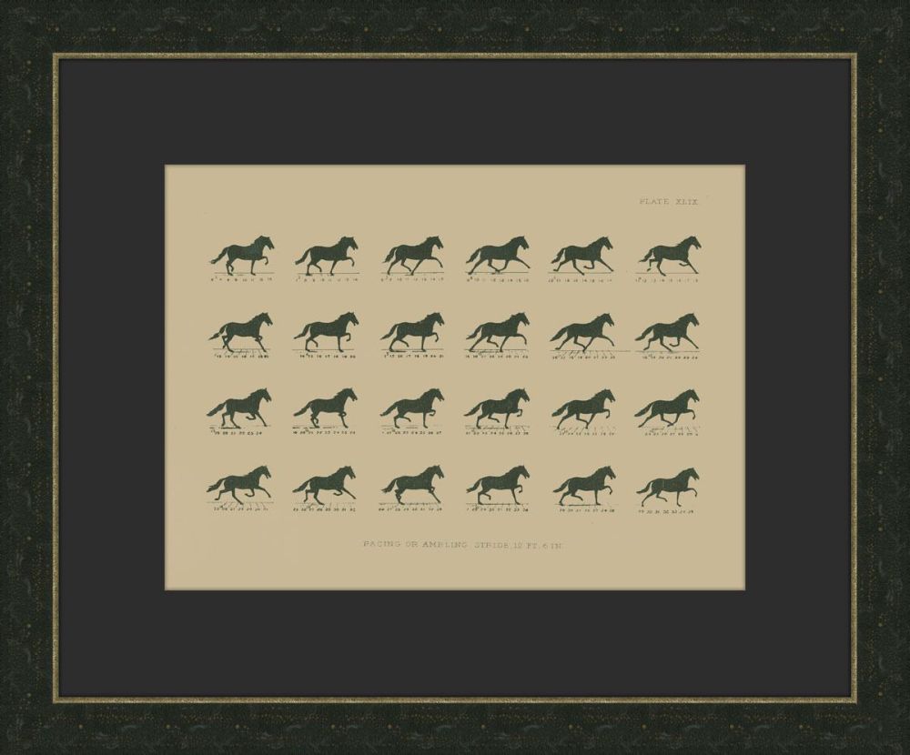 MUYBRIDGE RIDERS II