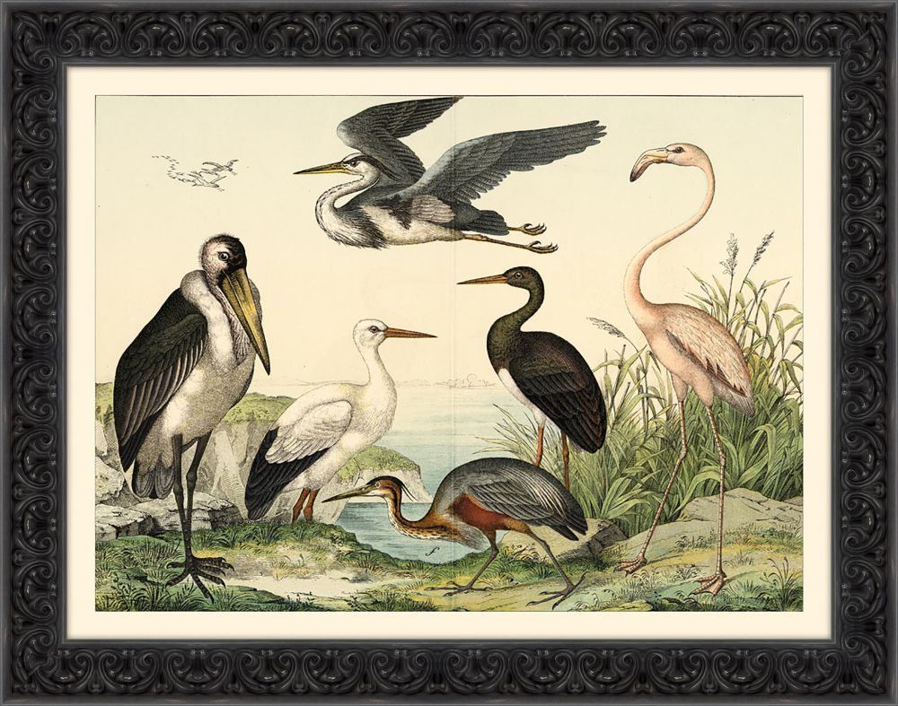 Birds Study I