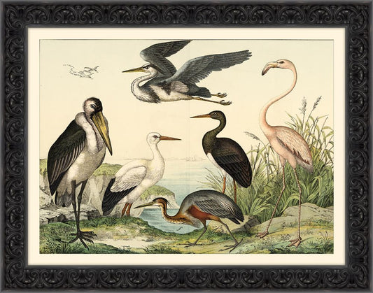Birds Study I