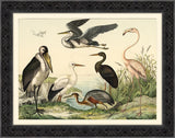 Birds Study I