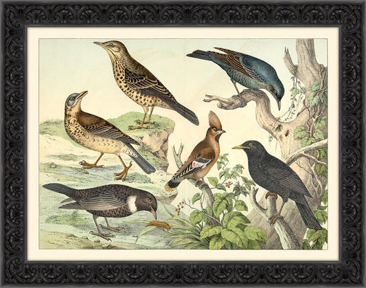 Birds Study II