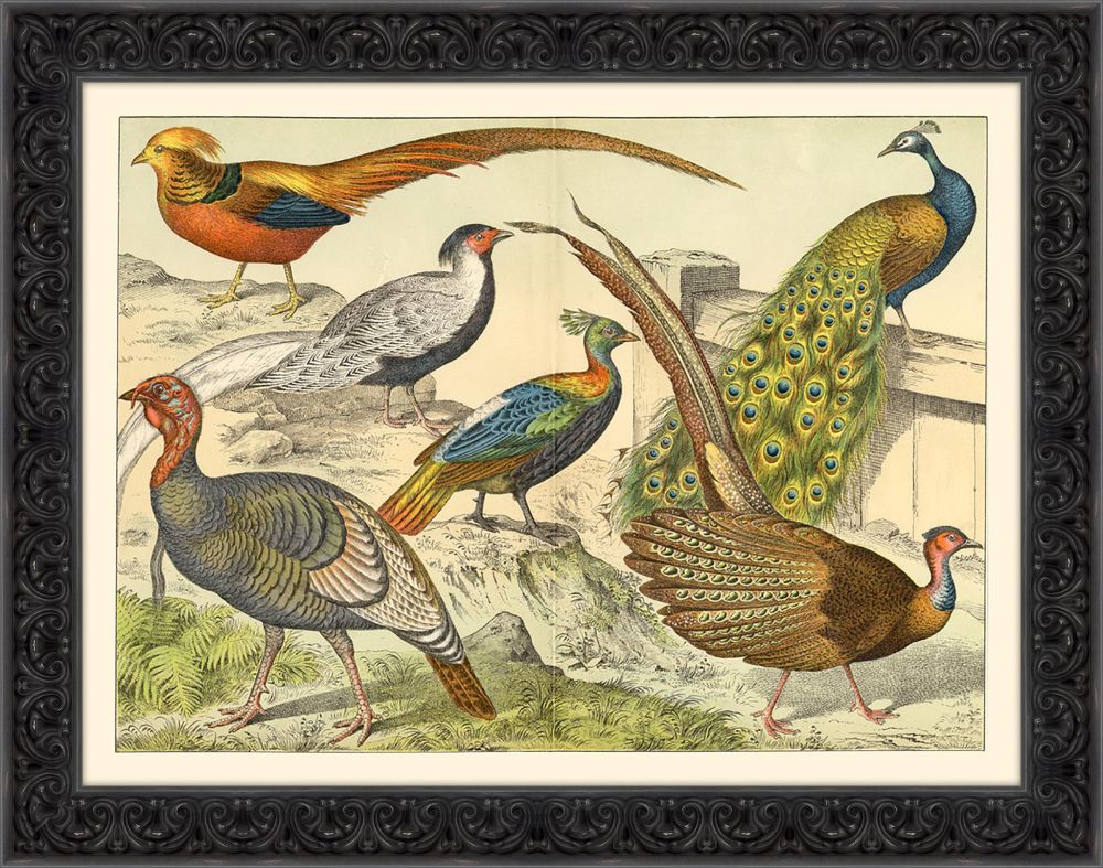 Bird Study III