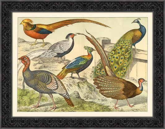 Bird Study III