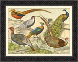 Bird Study III