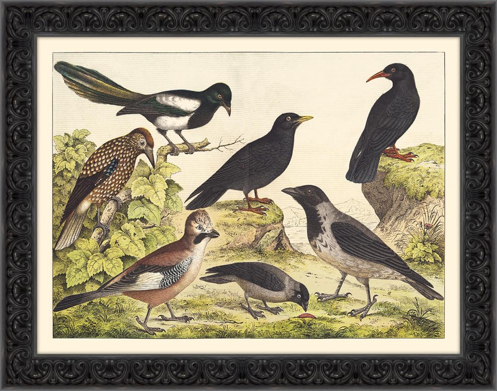 Bird Study IV