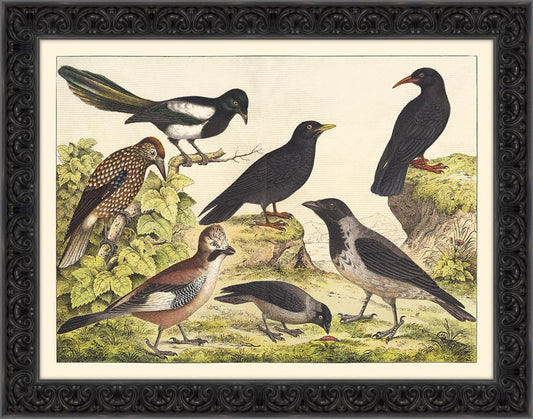 Bird Study IV