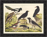 Bird Study IV