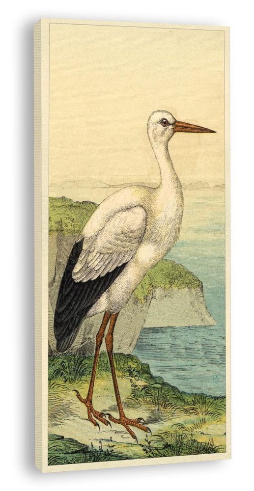 Birds in the Marsh II (Canvas)