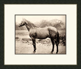 Horse II