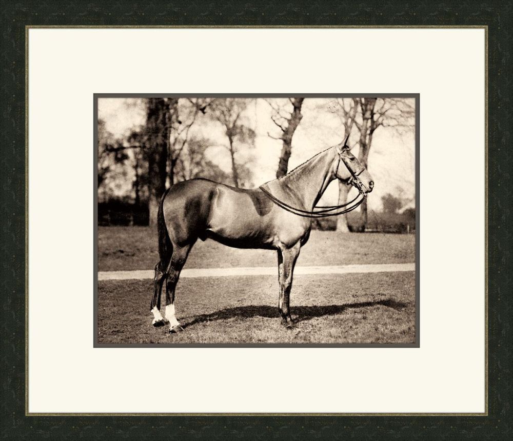 Horse IV