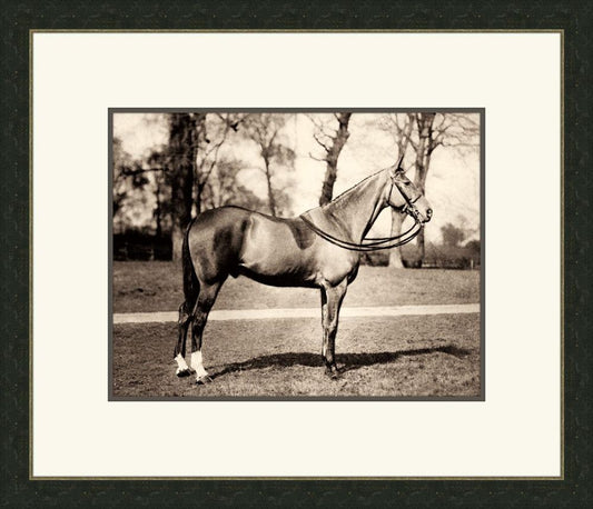 Horse IV