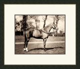 Horse IV