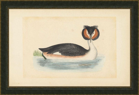 Great Crested Grebe
