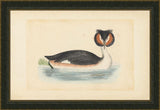 Great Crested Grebe