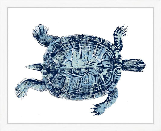 Blue Turtle