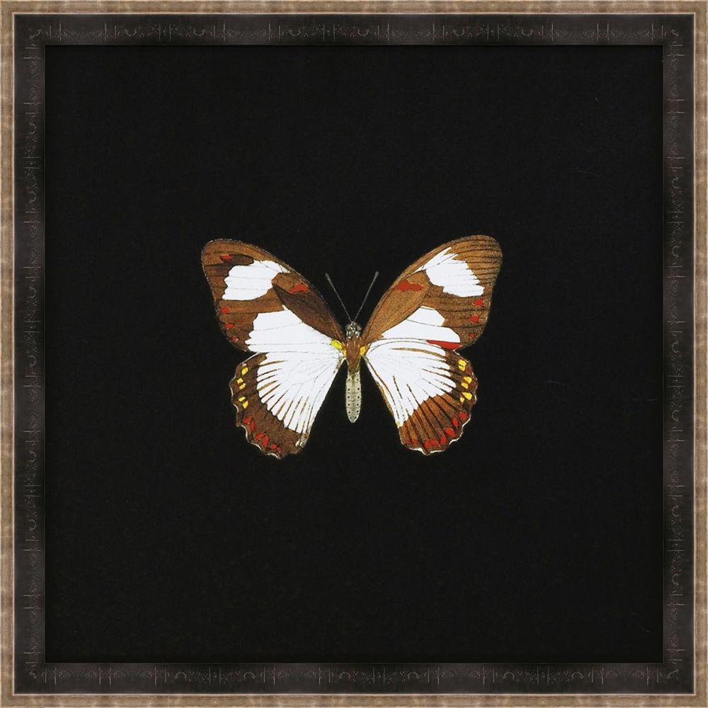 Butterflies on Black I