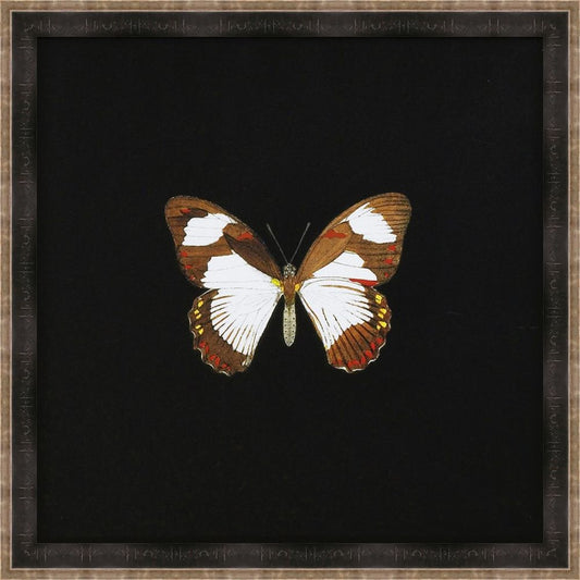 Butterflies on Black I