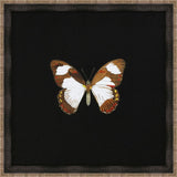 Butterflies on Black I