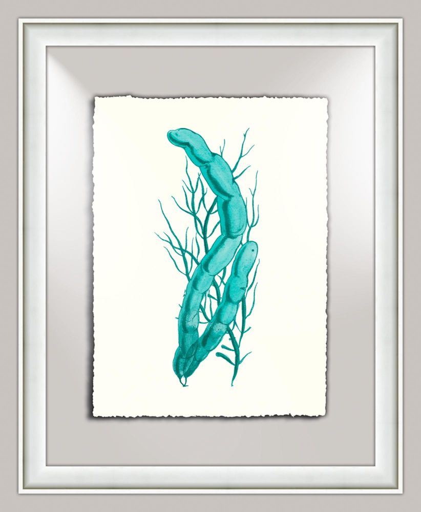 Aqua Sealife III