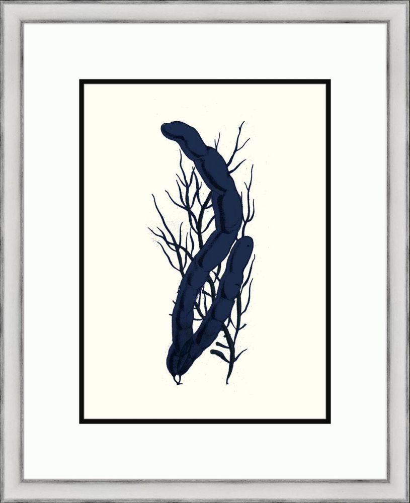 Black Sealife II