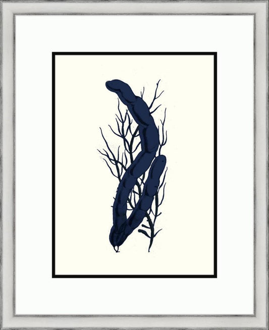 Black Sealife II