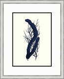 Black Sealife II