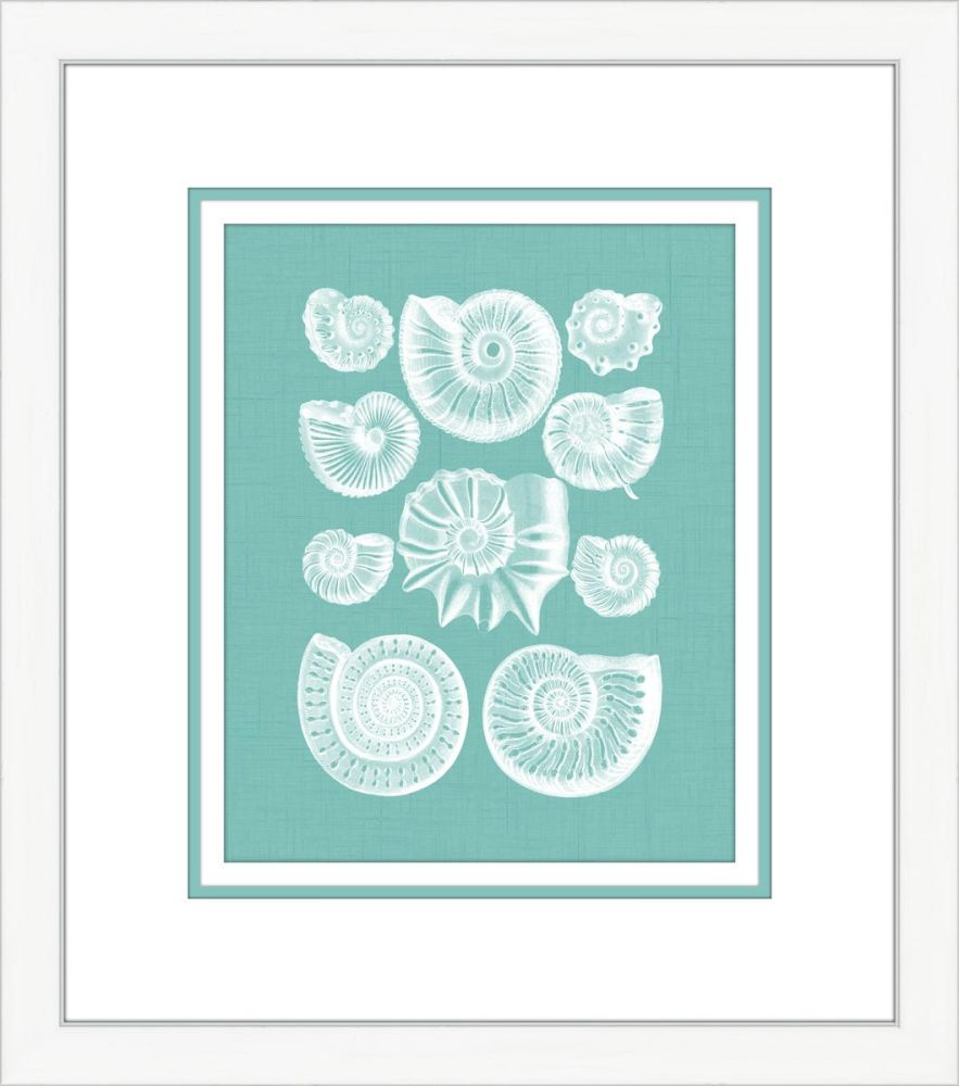 Coquillage Azure I