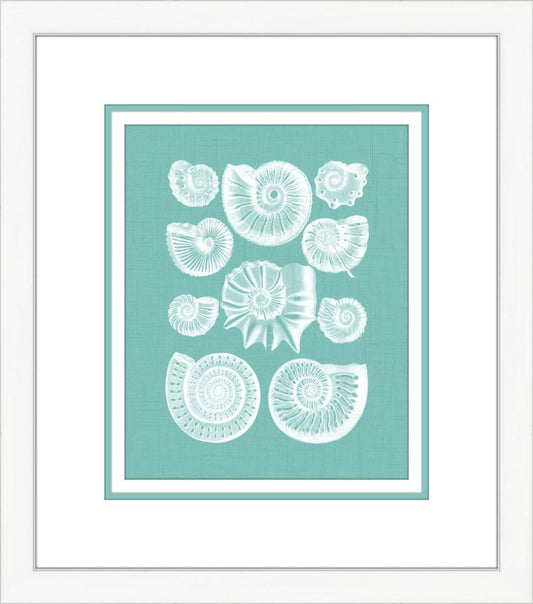Coquillage Azure I