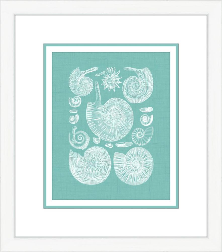 Coquillage Azure II