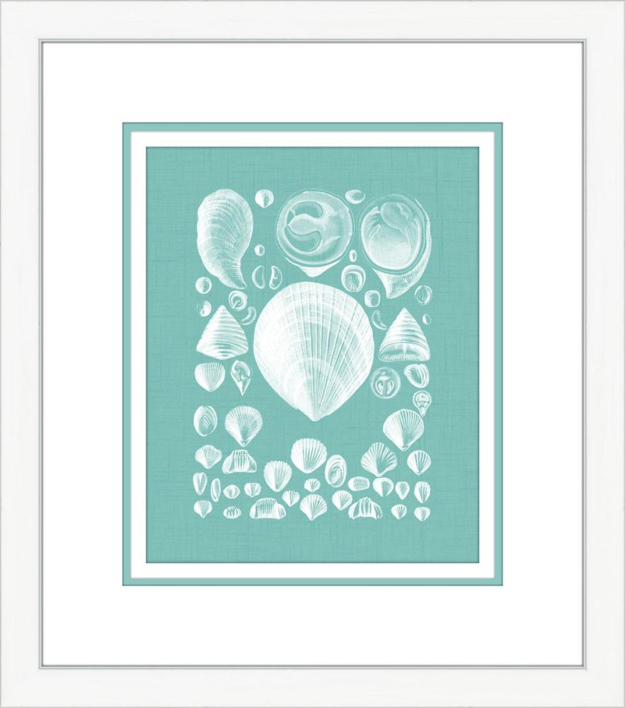 Coquillage Azure IV