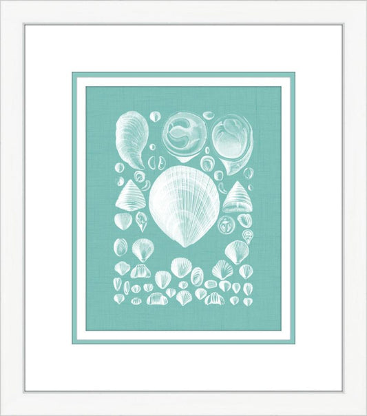 Coquillage Azure IV