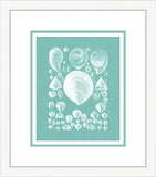 Coquillage Azure IV