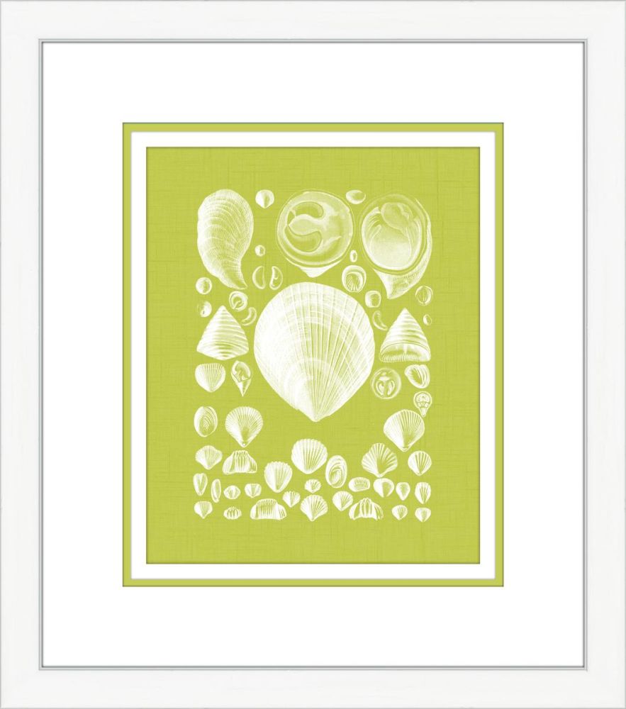Coquillage Vert IV