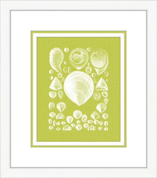 Coquillage Vert IV