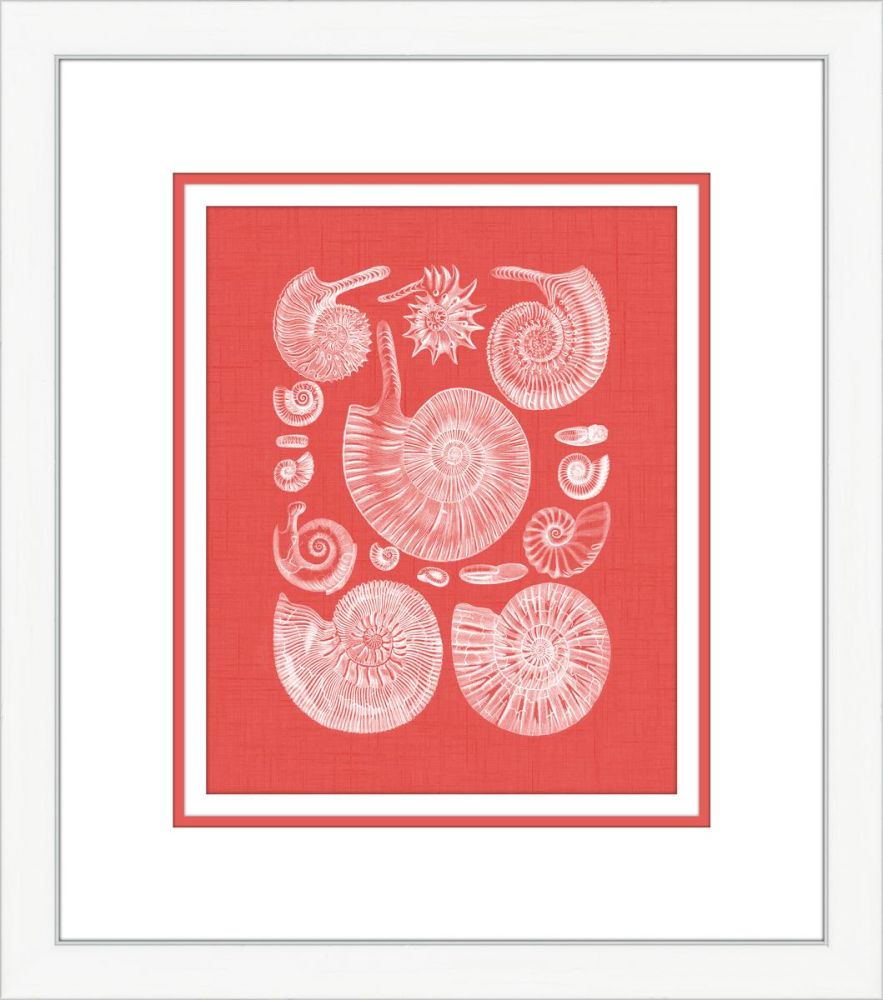Coquillage Rouge II
