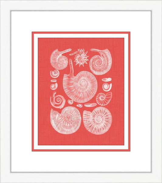 Coquillage Rouge II