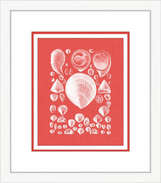 Coquillage Rouge IV