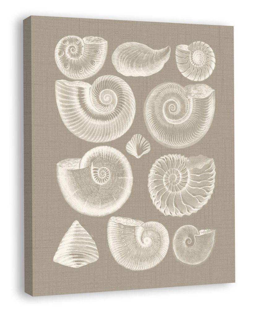 Colorful Shells in Taupe I (canvas)